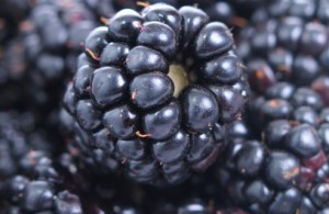 blackberries-407x265